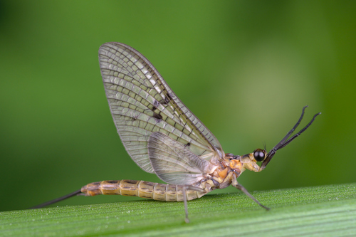 Ephemeroptera